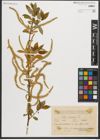 Foto von Salix triandra L.
